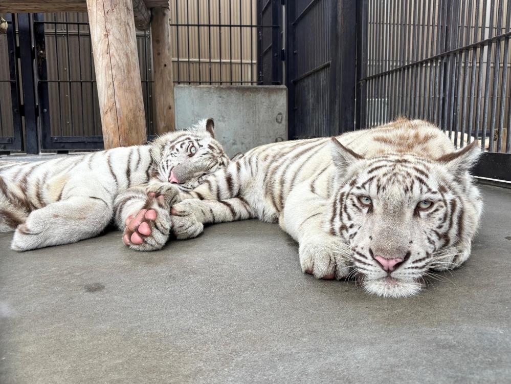 【12/28（日）埼玉】東武動物公園にご招待（入園のみ）！