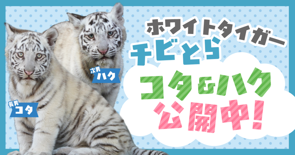 【7/19（土）埼玉】東武動物公園にご招待！
