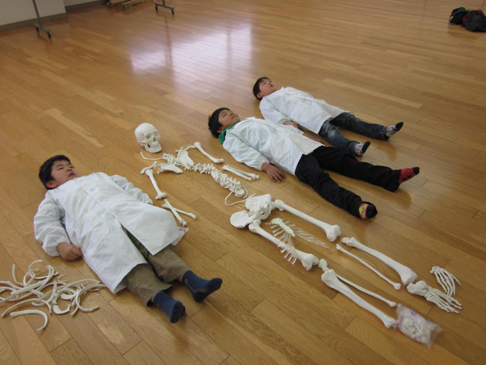 【11/29（日）10:30・ 神奈川】“からだ”を学ぼう！がいこつ教室(相鉄線沿線学びクラブ)